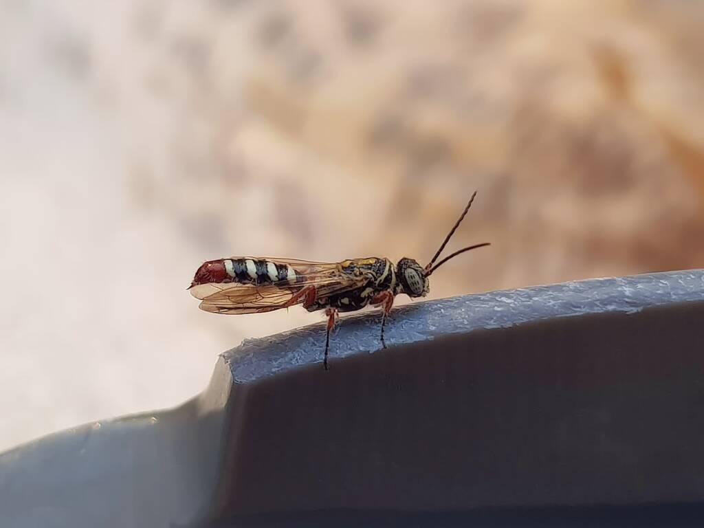 Agriomyia maculata (Flower Wasp), Alice Springs NT