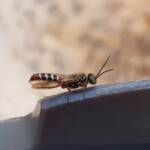 Agriomyia maculata (Flower Wasp), Alice Springs NT