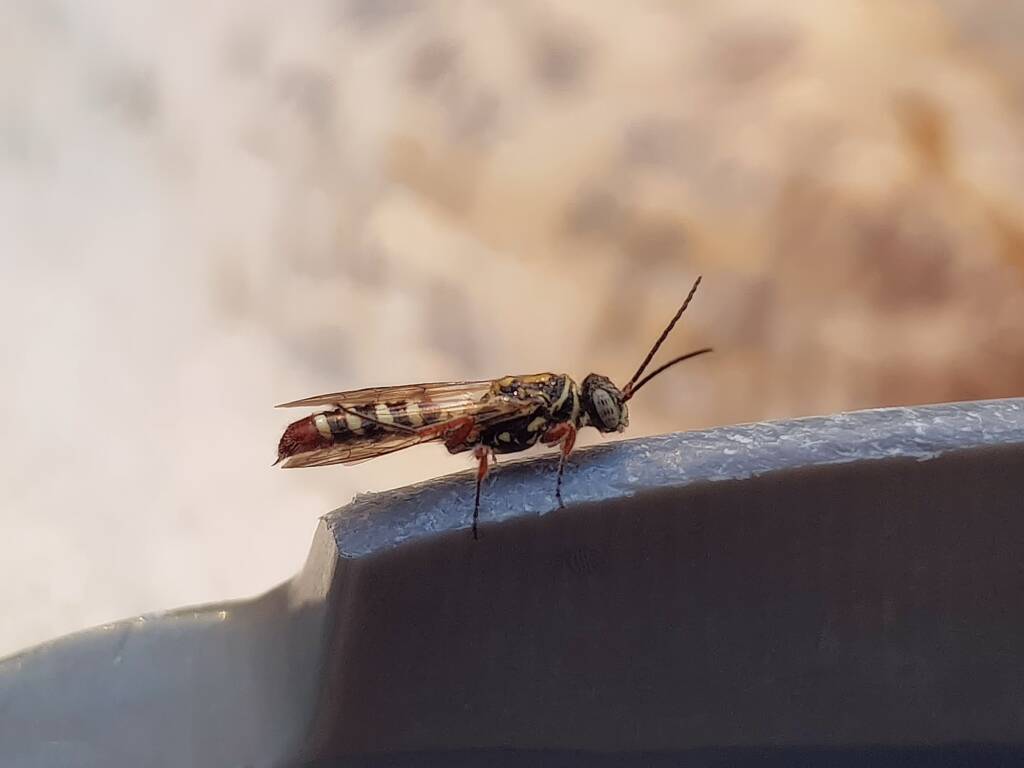 Agriomyia maculata (Flower Wasp), Alice Springs NT