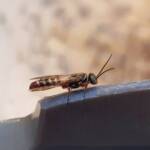 Agriomyia maculata (Flower Wasp), Alice Springs NT
