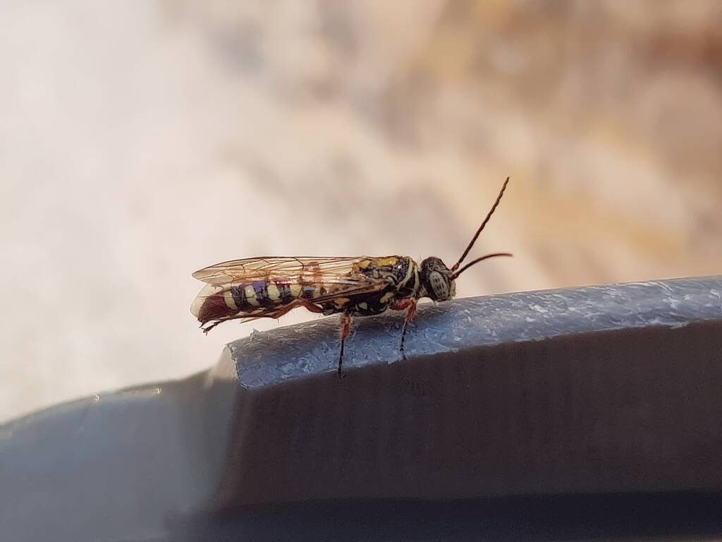 Agriomyia maculata (Flower Wasp), Alice Springs NT