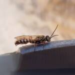 Agriomyia maculata (Flower Wasp), Alice Springs NT
