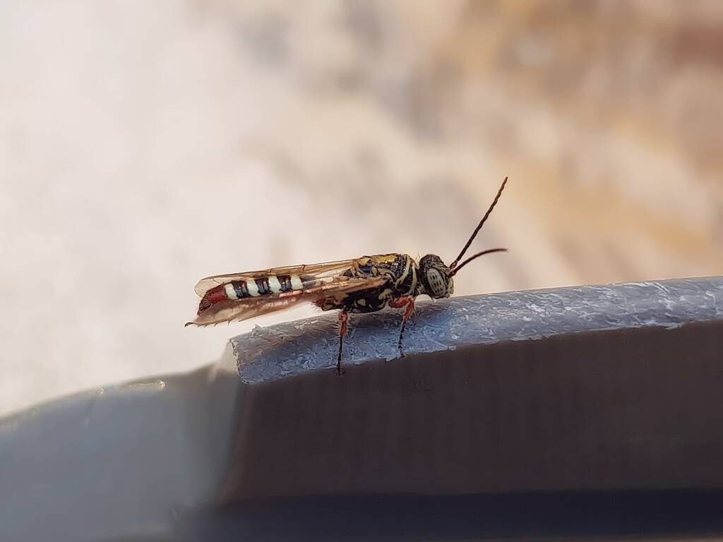 Agriomyia maculata (Flower Wasp), Alice Springs NT
