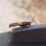 Agriomyia maculata (Flower Wasp), Alice Springs NT