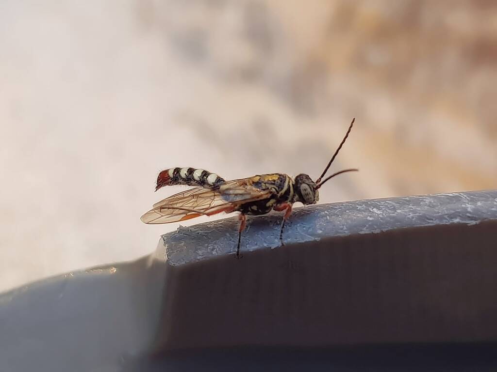 Agriomyia maculata (Flower Wasp), Alice Springs NT