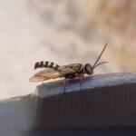 Agriomyia maculata (Flower Wasp), Alice Springs NT