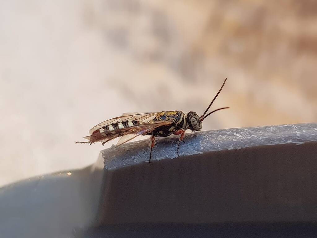 Agriomyia maculata (Flower Wasp), Alice Springs NT