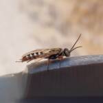 Agriomyia maculata (Flower Wasp), Alice Springs NT