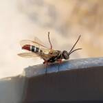 Agriomyia maculata (Flower Wasp), Alice Springs NT