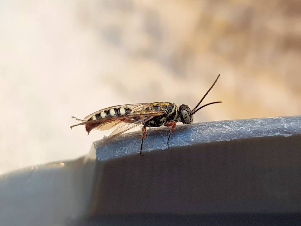 Agriomyia maculata (Flower Wasp), Alice Springs NT