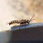 Agriomyia maculata (Flower Wasp), Alice Springs NT