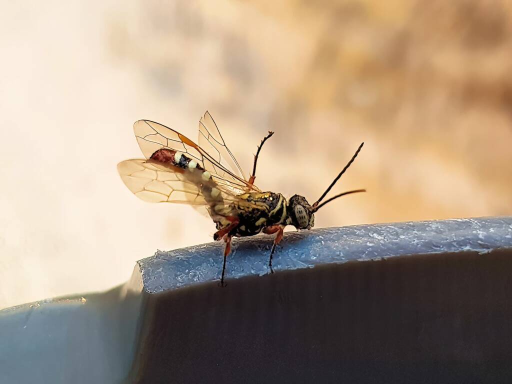 Agriomyia maculata (Flower Wasp), Alice Springs NT