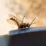 Agriomyia maculata (Flower Wasp), Alice Springs NT
