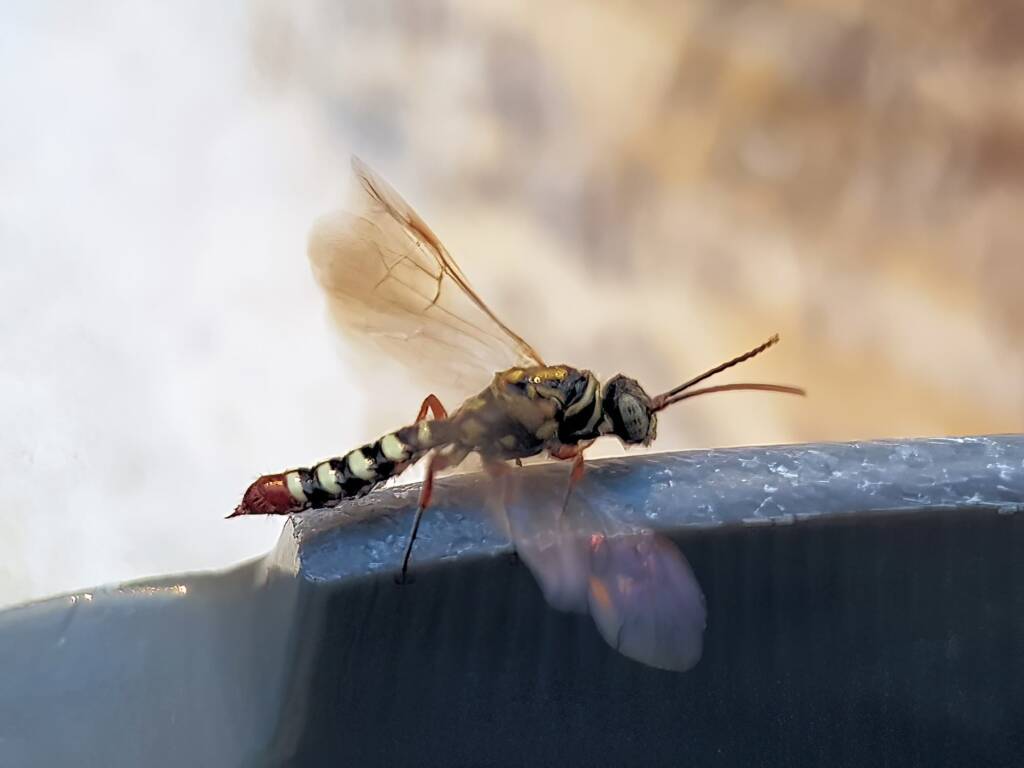 Agriomyia maculata (Flower Wasp), Alice Springs NT