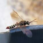 Agriomyia maculata (Flower Wasp), Alice Springs NT