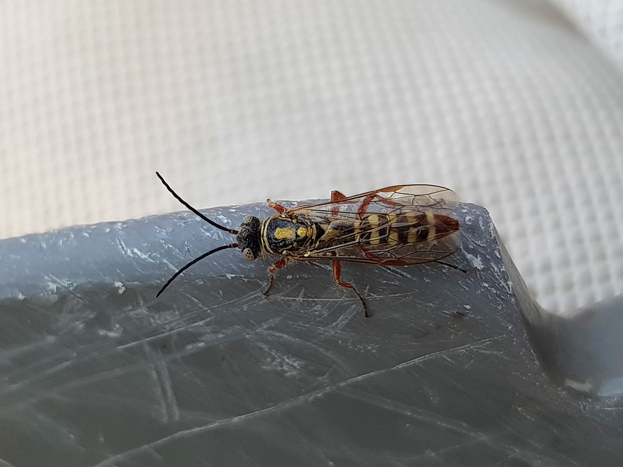 Agriomyia maculata (Flower Wasp), Alice Springs NT