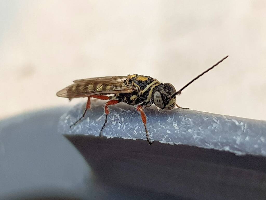 Agriomyia maculata (Flower Wasp), Alice Springs NT