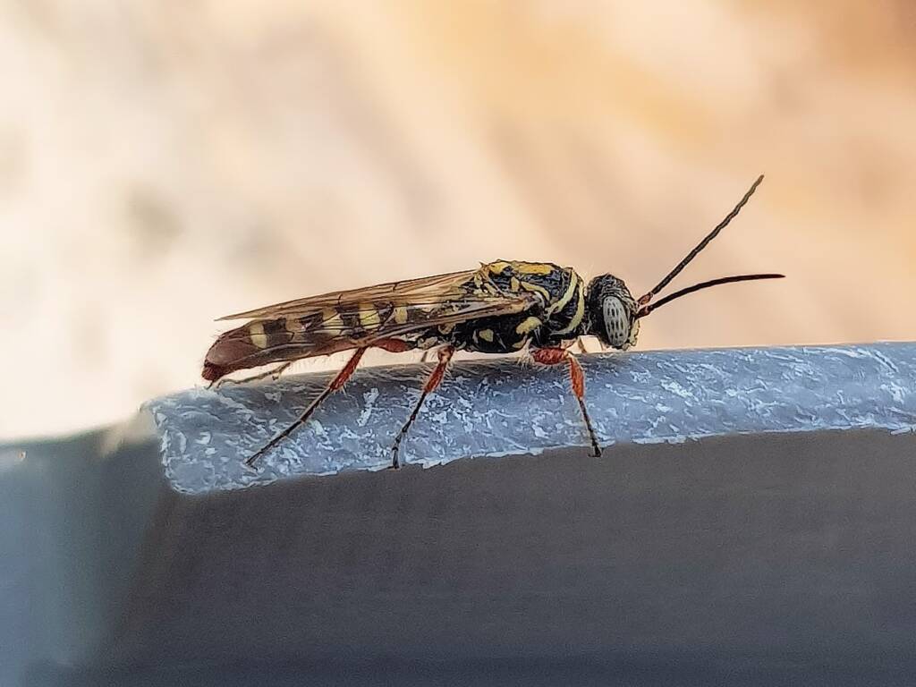 Agriomyia maculata (Flower Wasp), Alice Springs NT
