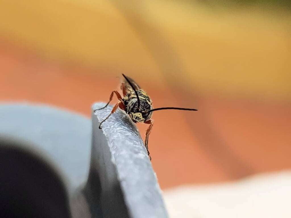 Agriomyia maculata (Flower Wasp), Alice Springs NT