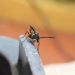 Agriomyia maculata (Flower Wasp), Alice Springs NT