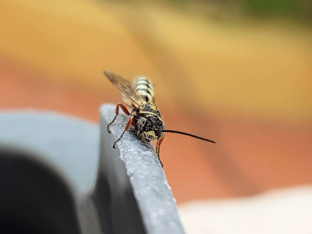 Agriomyia maculata (Flower Wasp), Alice Springs NT