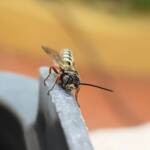 Agriomyia maculata (Flower Wasp), Alice Springs NT