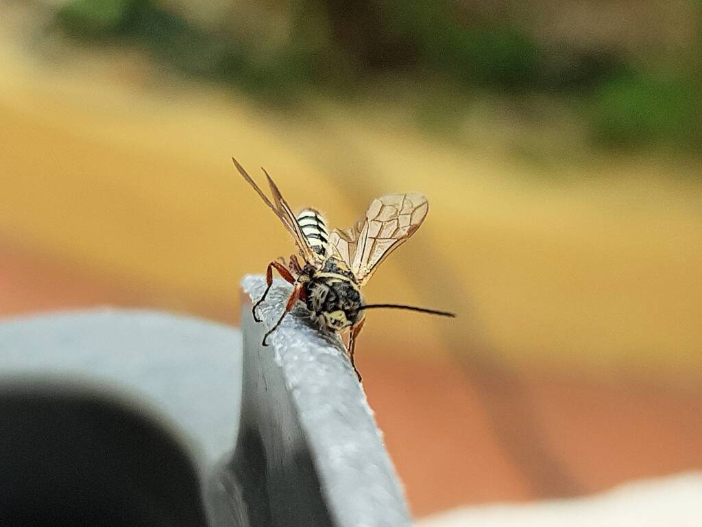 Agriomyia maculata (Flower Wasp), Alice Springs NT