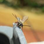 Agriomyia maculata (Flower Wasp), Alice Springs NT