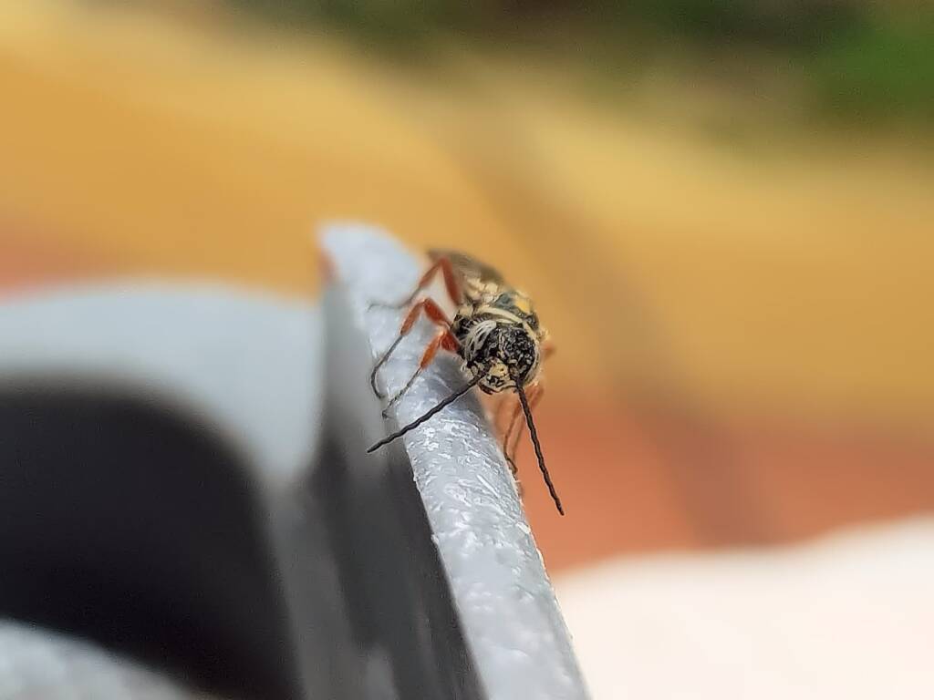 Agriomyia maculata (Flower Wasp), Alice Springs NT