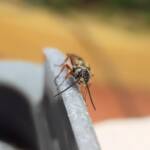 Agriomyia maculata (Flower Wasp), Alice Springs NT