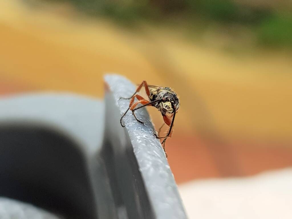 Agriomyia maculata (Flower Wasp), Alice Springs NT