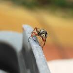 Agriomyia maculata (Flower Wasp), Alice Springs NT