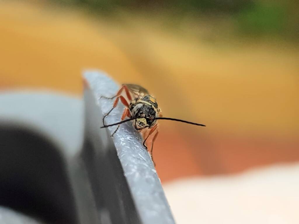Agriomyia maculata (Flower Wasp), Alice Springs NT