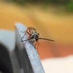 Agriomyia maculata (Flower Wasp), Alice Springs NT