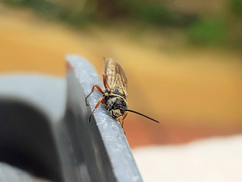 Agriomyia maculata (Flower Wasp), Alice Springs NT