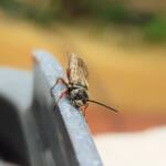 Agriomyia maculata (Flower Wasp), Alice Springs NT