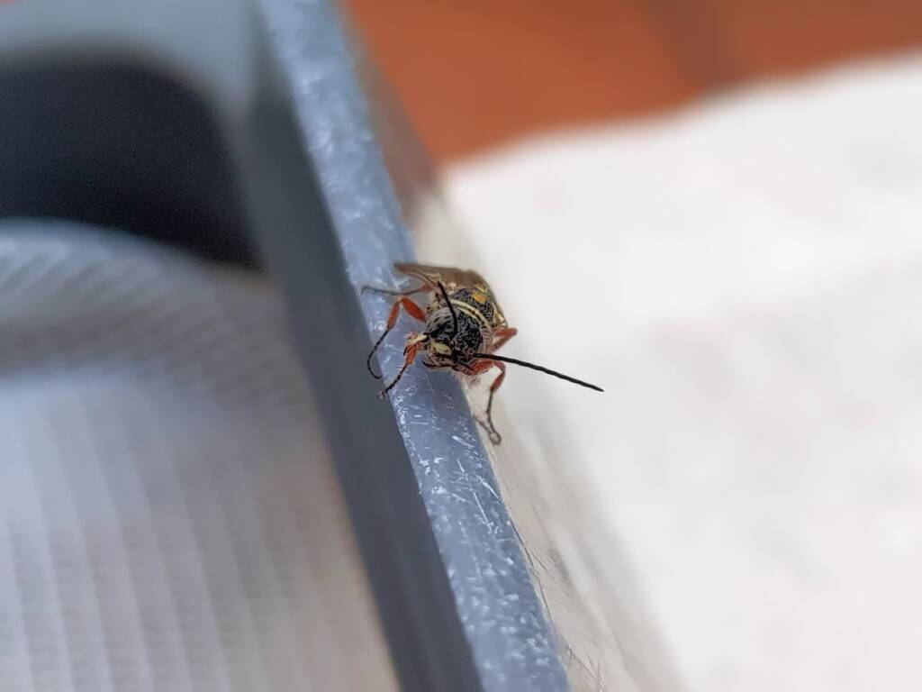 Agriomyia maculata (Flower Wasp), Alice Springs NT
