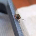 Agriomyia maculata (Flower Wasp), Alice Springs NT