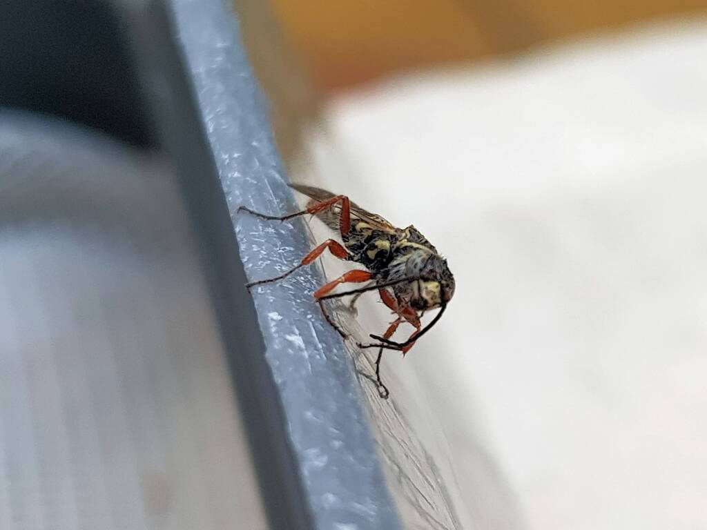 Agriomyia maculata (Flower Wasp), Alice Springs NT