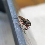 Agriomyia maculata (Flower Wasp), Alice Springs NT