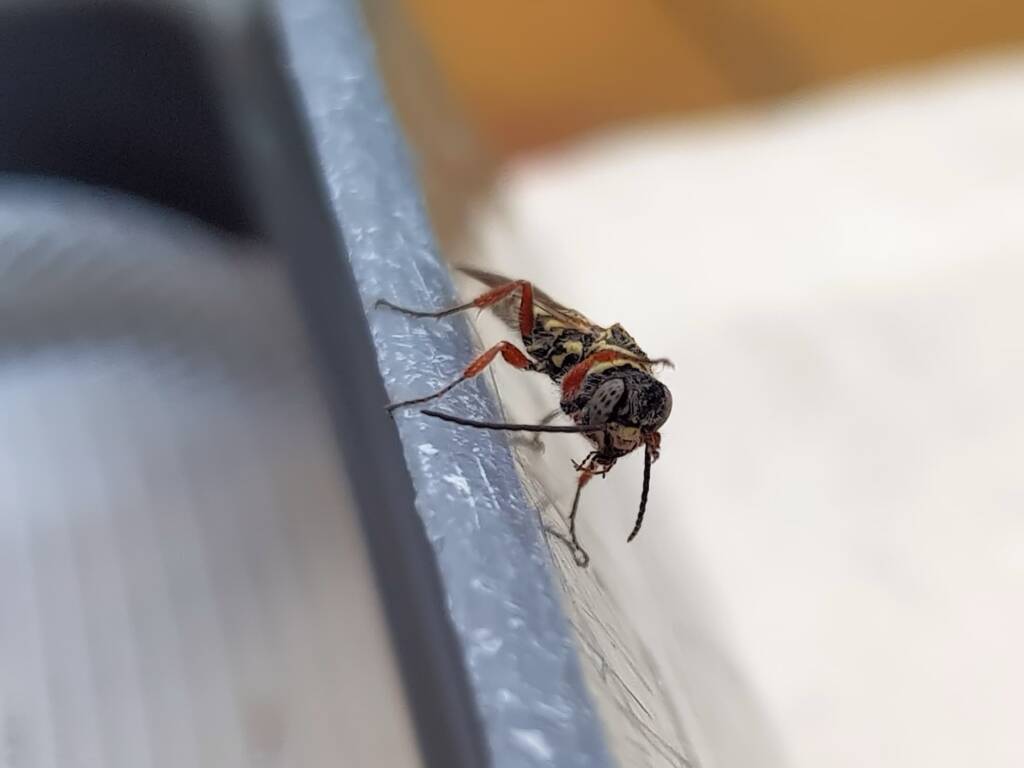 Agriomyia maculata (Flower Wasp), Alice Springs NT