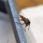 Agriomyia maculata (Flower Wasp), Alice Springs NT