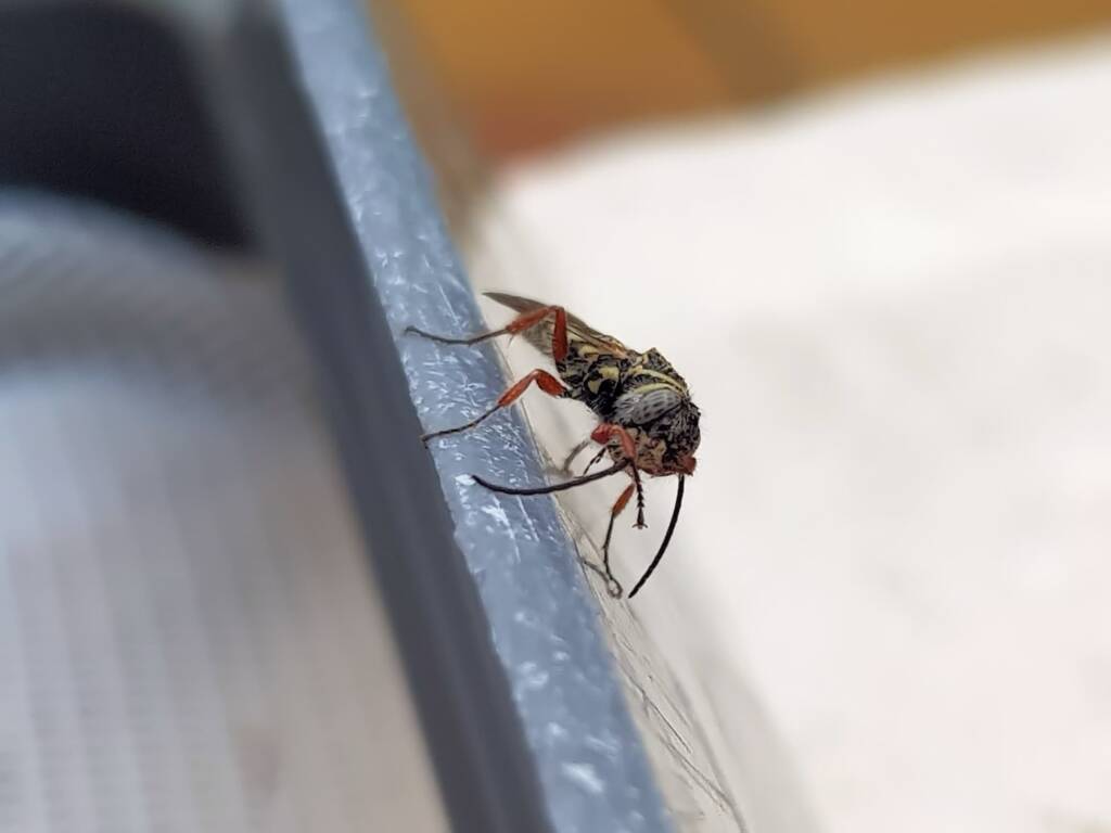 Agriomyia maculata (Flower Wasp), Alice Springs NT