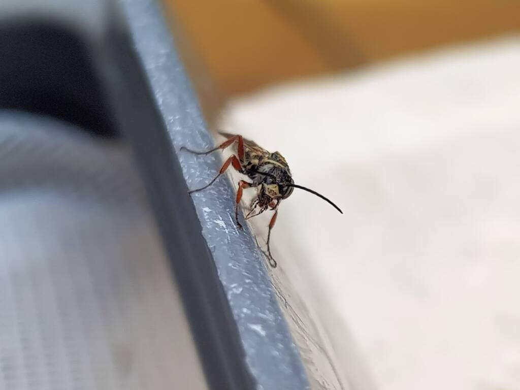 Agriomyia maculata (Flower Wasp), Alice Springs NT