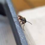 Agriomyia maculata (Flower Wasp), Alice Springs NT