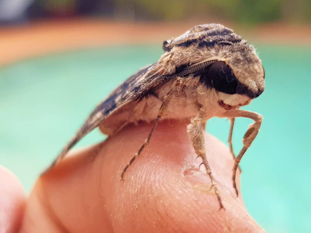 Agrius godarti (Godart’s Hawkmoth), Alice Springs NT