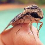 Agrius godarti (Godart’s Hawkmoth), Alice Springs NT