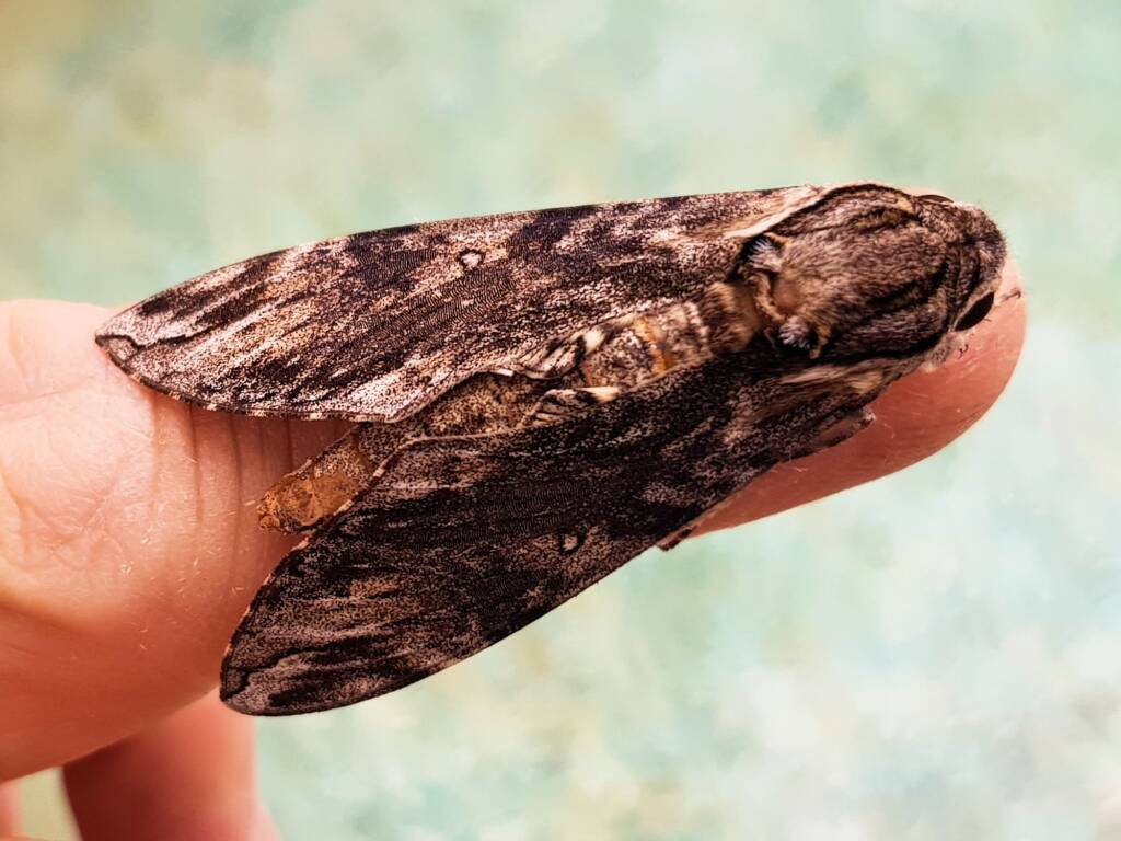 Agrius godarti (Godart’s Hawkmoth), Alice Springs NT