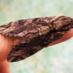 Agrius godarti (Godart’s Hawkmoth), Alice Springs NT