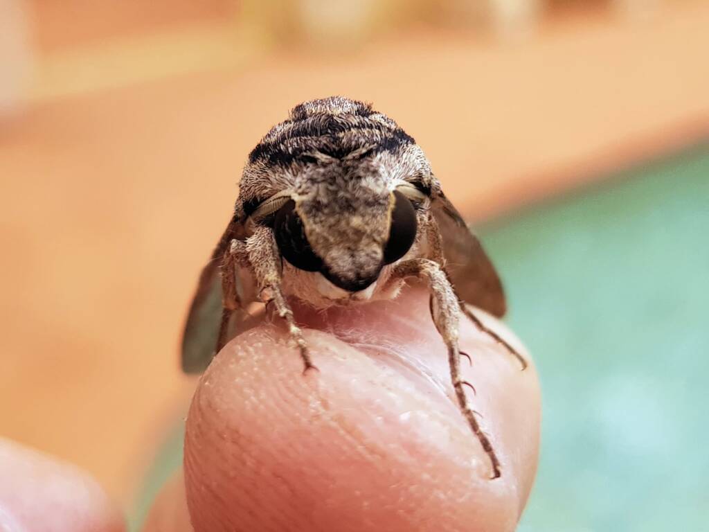 Agrius godarti (Godart’s Hawkmoth), Alice Springs NT